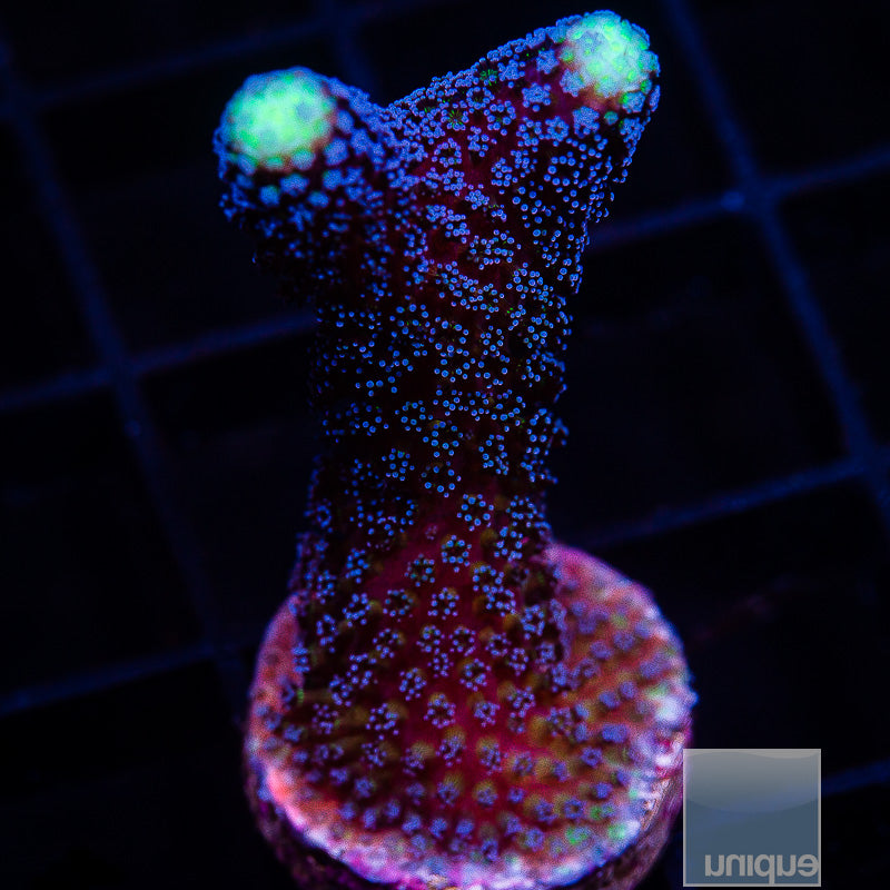 UC Milka Stylo -Stock Frag