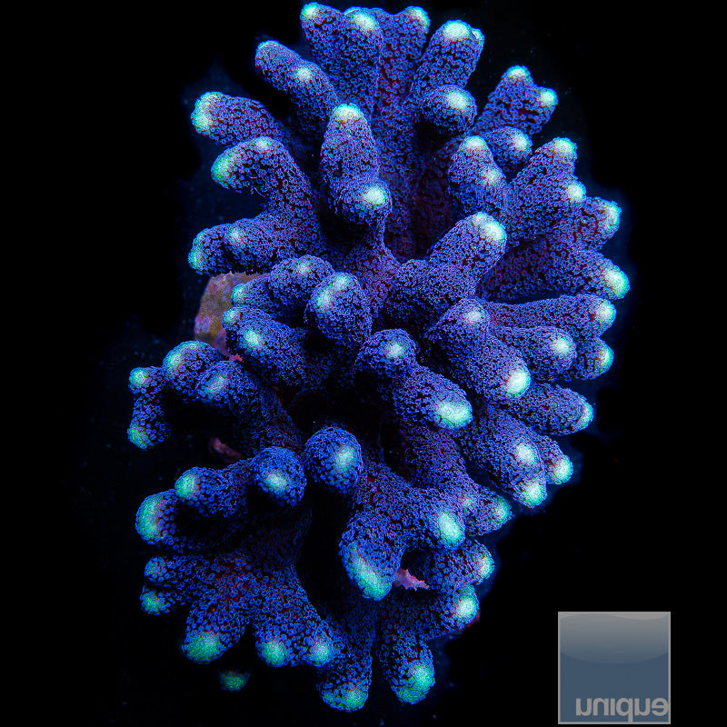 UC Milka Stylo -Stock Frag