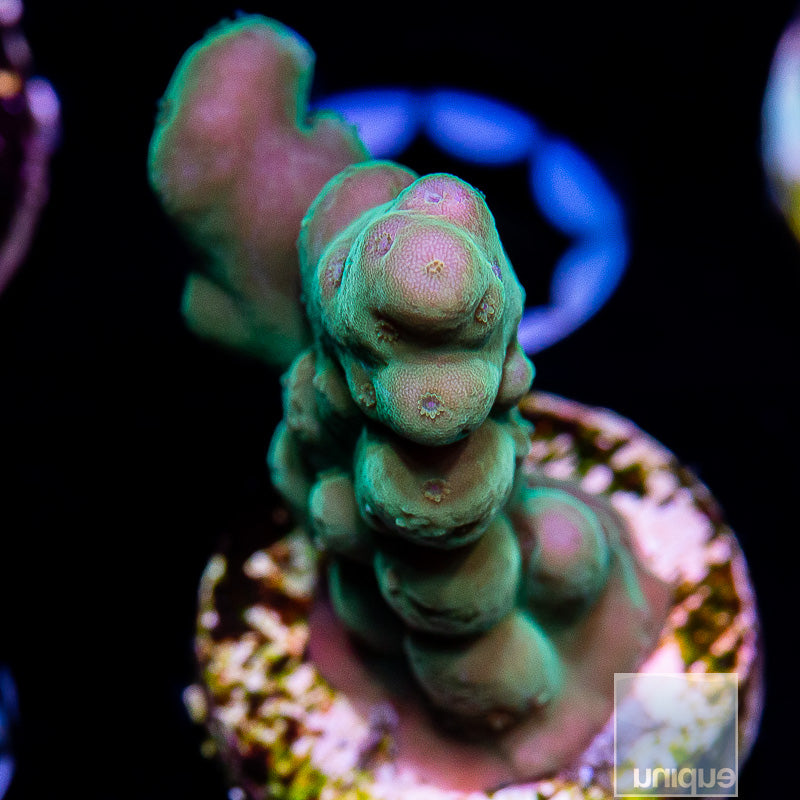 UC Mystery Machine Smoothskin-WYSIWYG