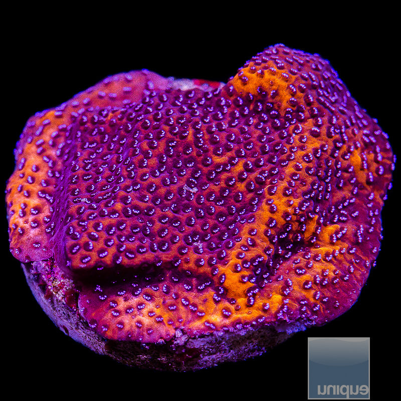 UC Mystic Montipora-WYSIWYG