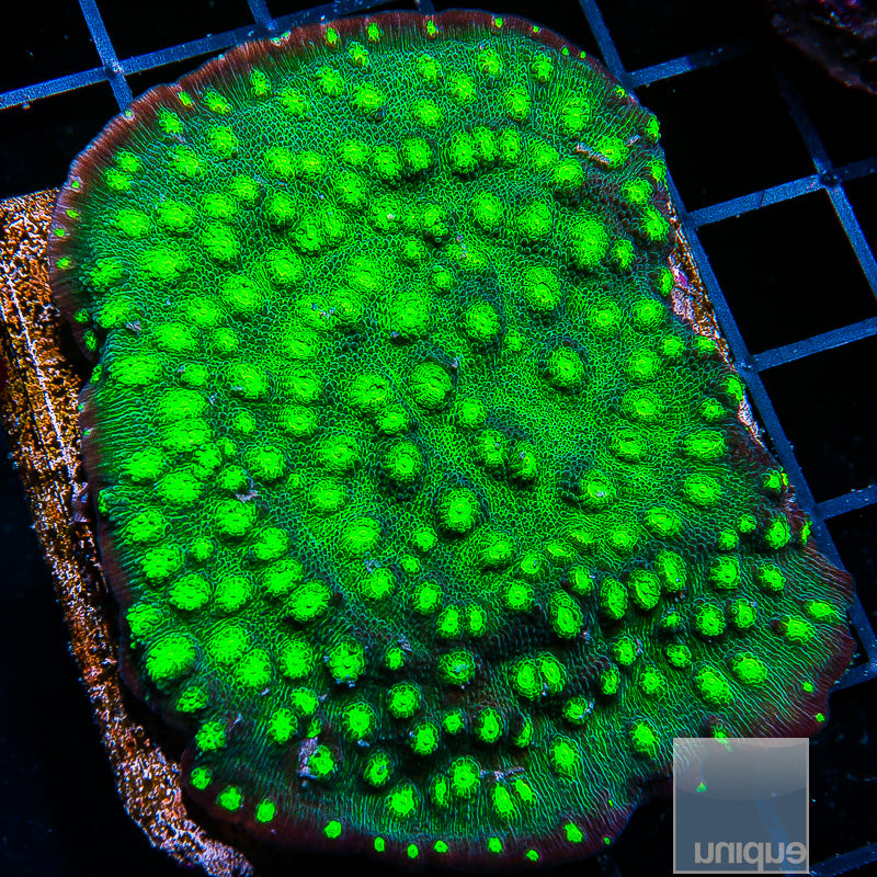 Unique Corals Firefly Chalice- Stock Frag