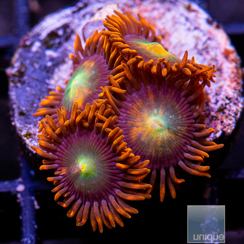 UC Punk Rocker Zoanthid-WYSIWYG