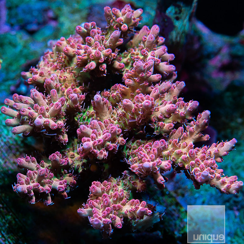Unique Corals Rainbow Sherbet Microclados