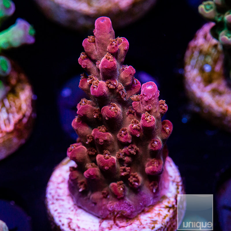 UC Red Robin Acropora-WYSIWYG