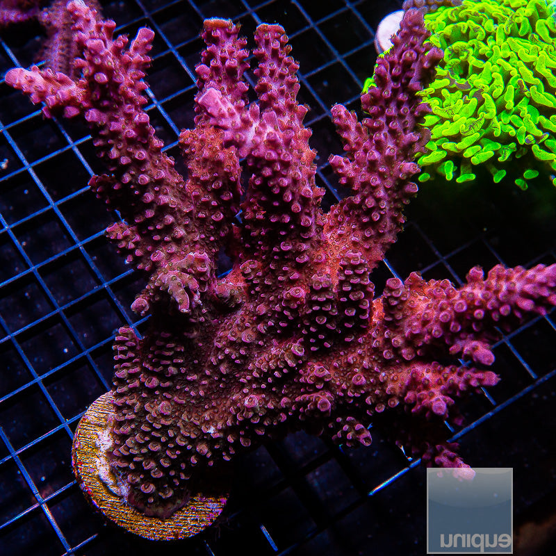 Unique Corals Red Slimer- Stock Frag