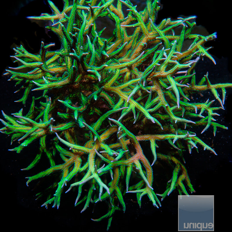 Unique Corals Screaming Birdsnest- Stock Frag