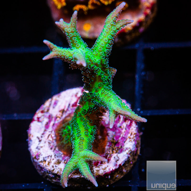 Unique Corals Screaming Birdsnest- Stock Frag