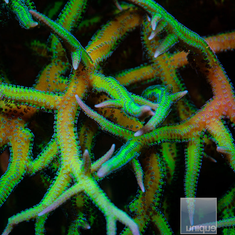 Unique Corals Screaming Birdsnest- Stock Frag