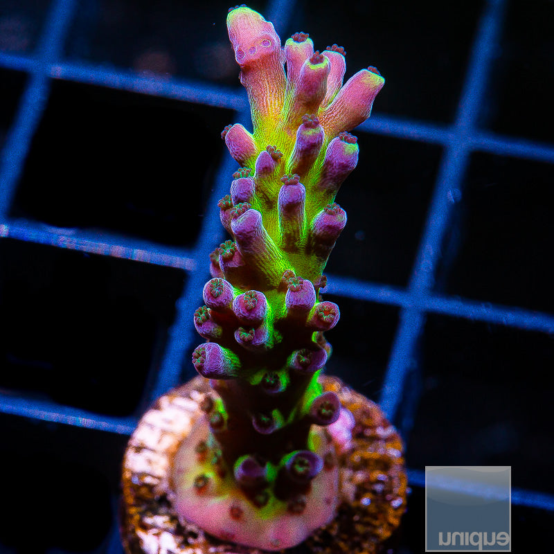 Unique Corals Miyagi Tort- Stock Coral Frag