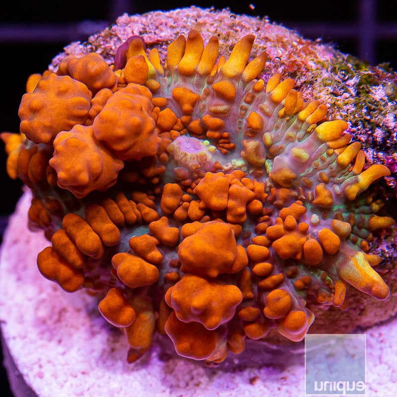 UC Superman Bounce Mushroom-WYSIWYG
