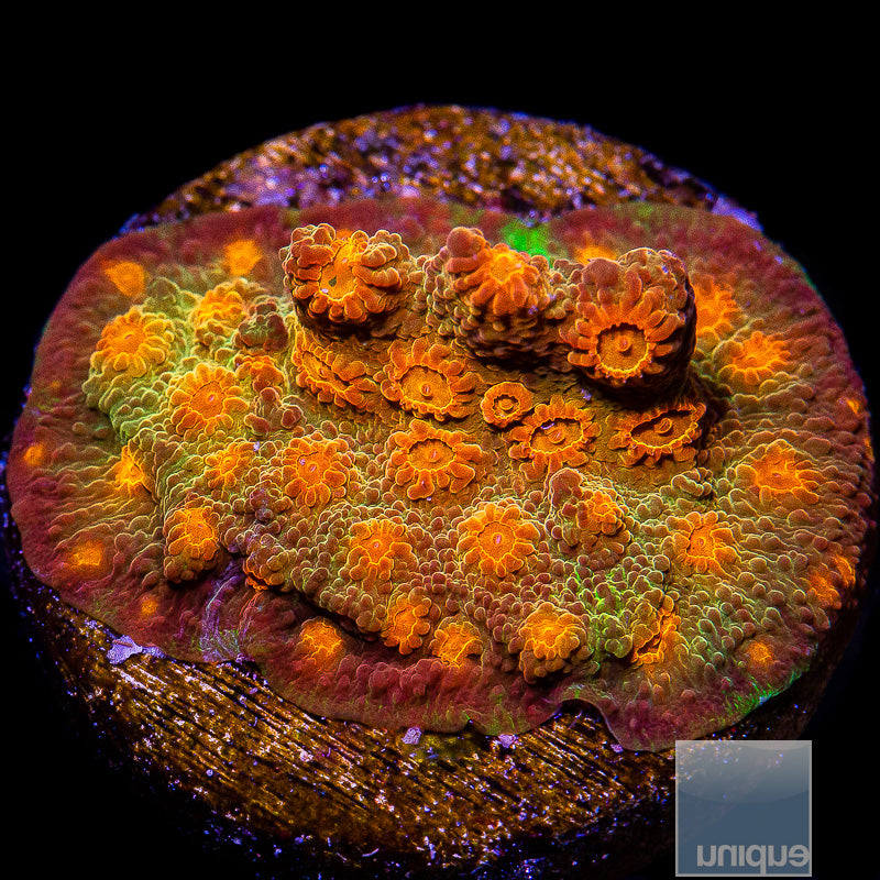 UC Tangerine Cyphastrea-WYSIWYG