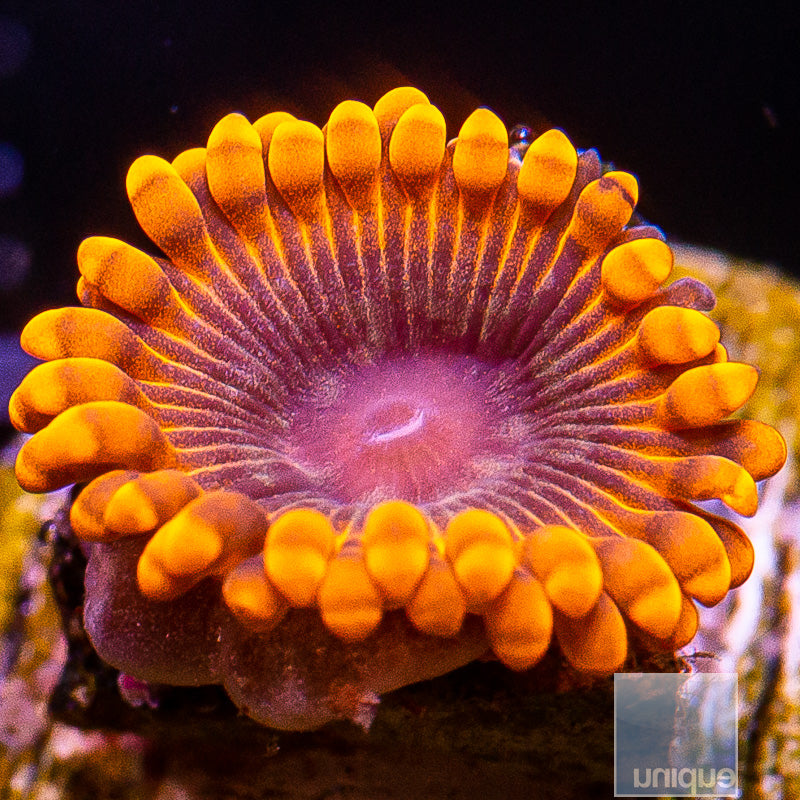 UC Tarantula Zoanthid-WYSIWYG
