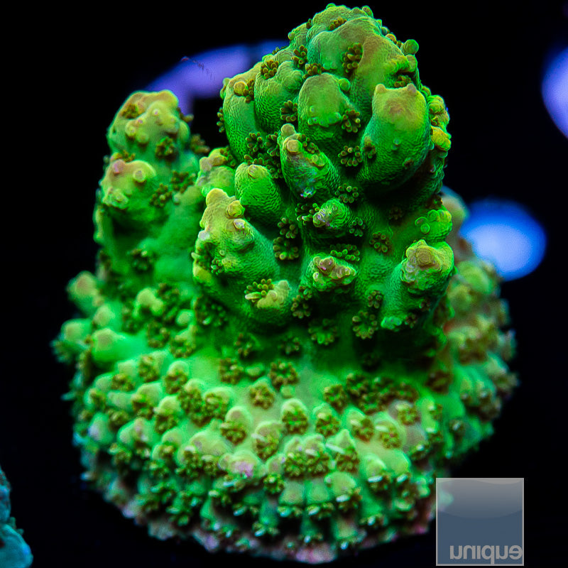 UC Toxic Shock Acropora-WYSIWYG