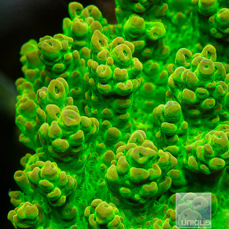Unique Corals Toxic Shock Acropora
