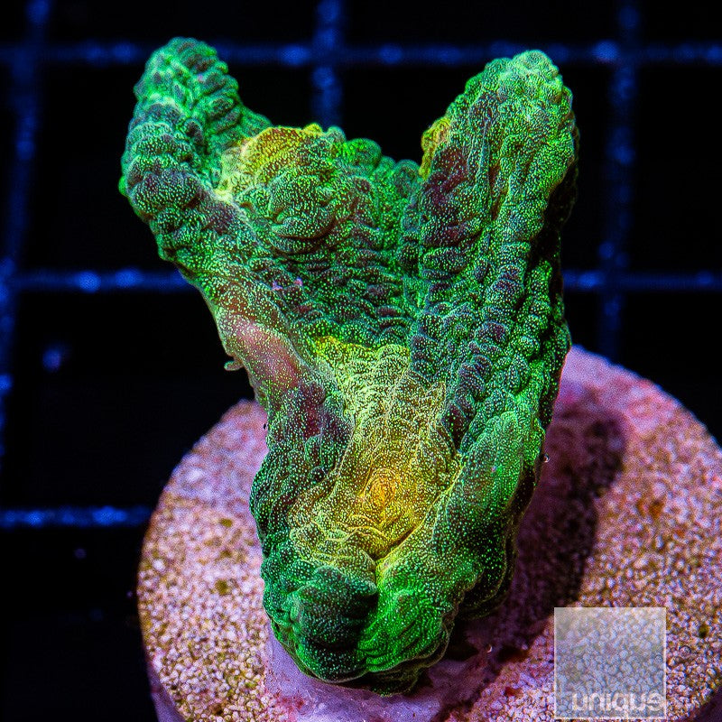 UC Space Invader Pectinia-Stock Frag