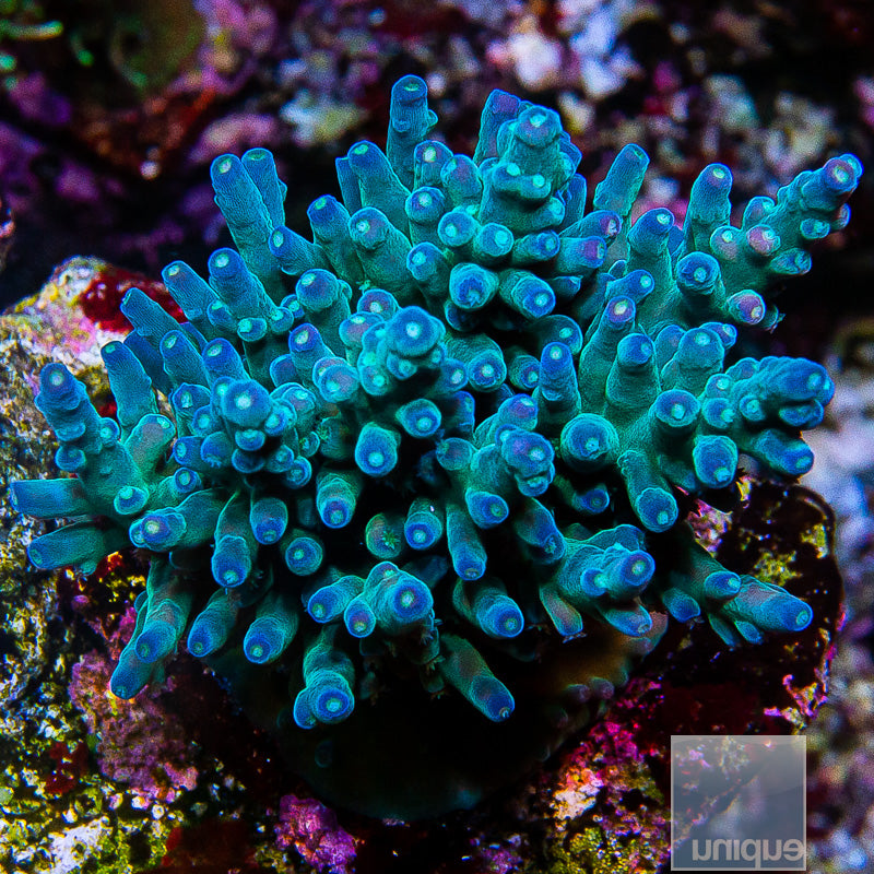 UC Blue Monster