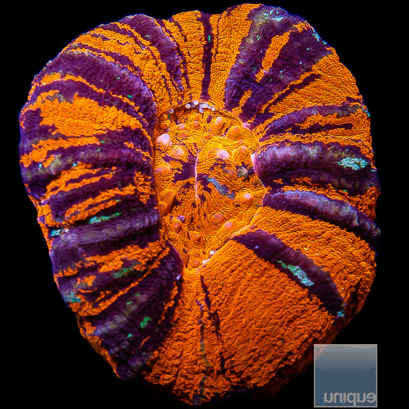 Ultra Warpaint Scolymia-WYSIWYG