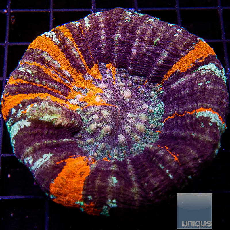 Ultra Warpaint Scolymia-WYSIWYG