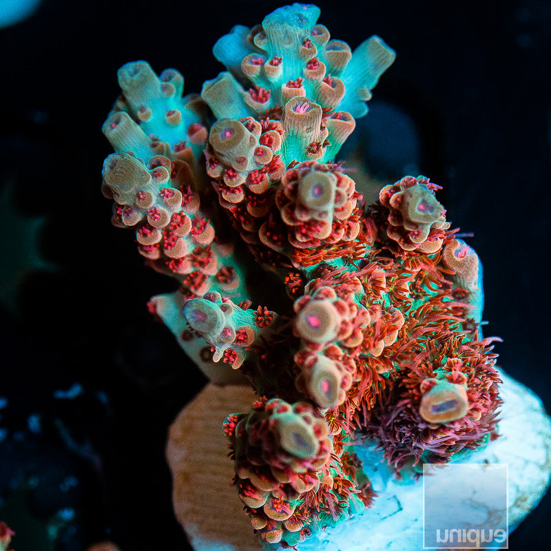 Unique Corals ATL Joleen chunk- WYSIWYG