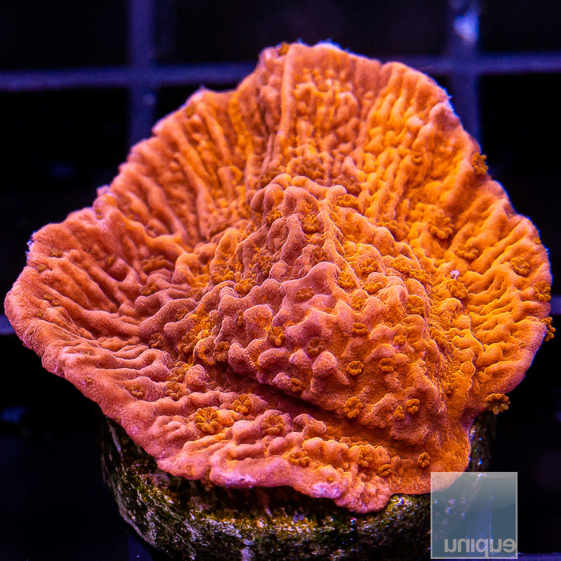 WWC Firewalker Grafted Montipora-WYSIWYG