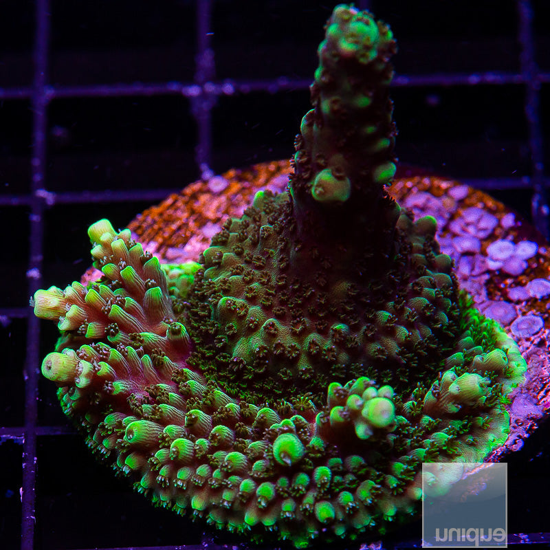 Ultra Acropora-WYSIWYG