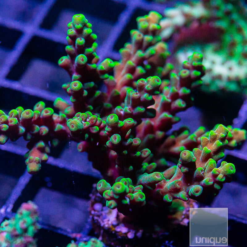 Candyland Variant Acropora-WYSIWYG