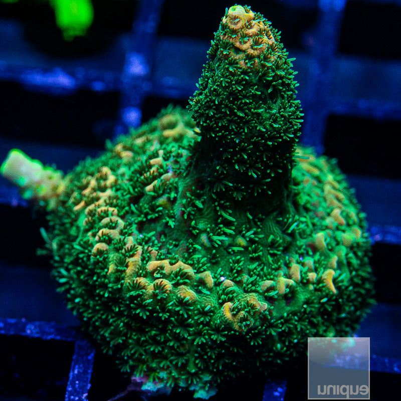 Golden SI Millie-WYSIWYG