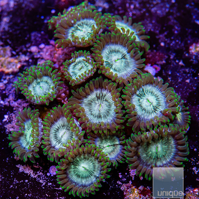 Hawaiian People Eater Zoanthid-Stock Frag