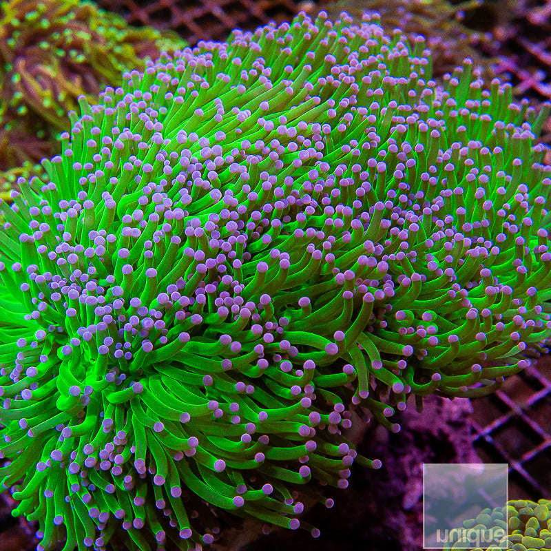 Unique Corals Hulk Torch-Single Head Stock