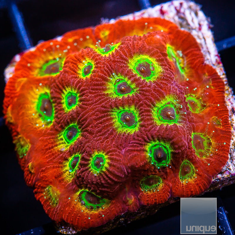 JF Sector 9 Favia- Stock Frag