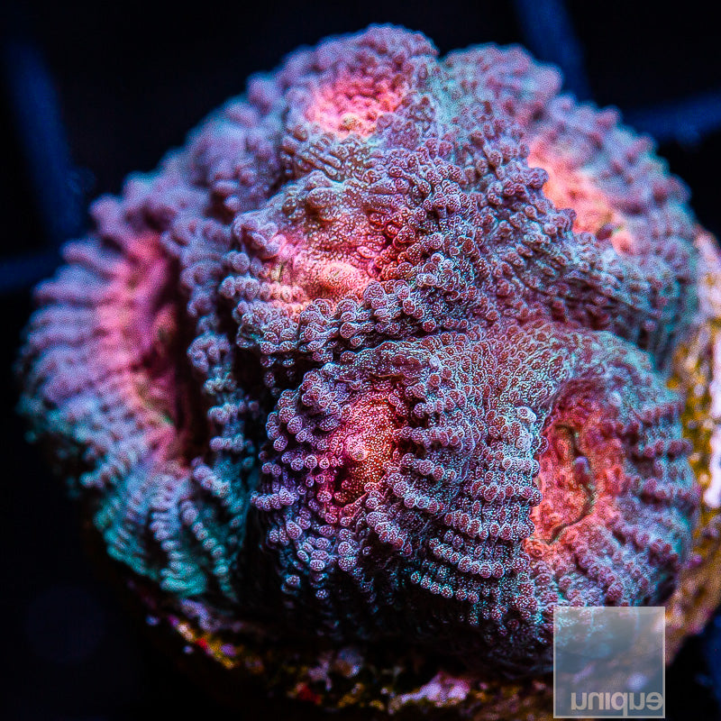 Unique Corals Baby's Breath Favia- Stock Frag