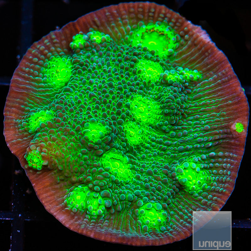 Unique Corals Firefly Chalice- Stock Frag