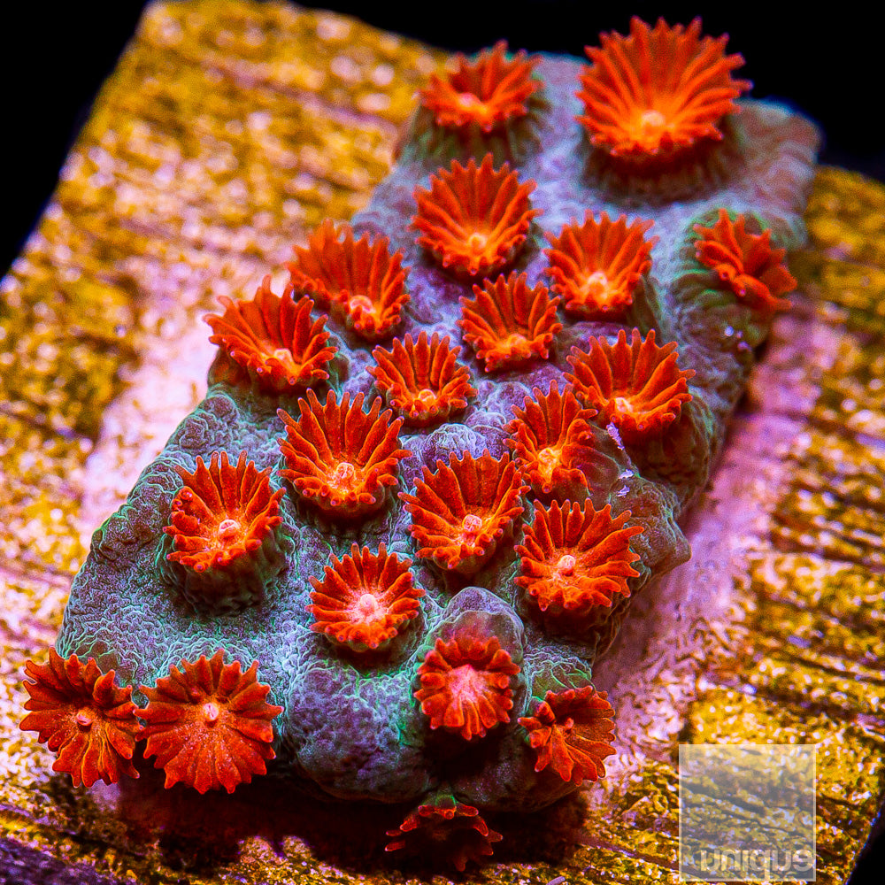 Meteor Shower Cyphastrea- Stock Frag