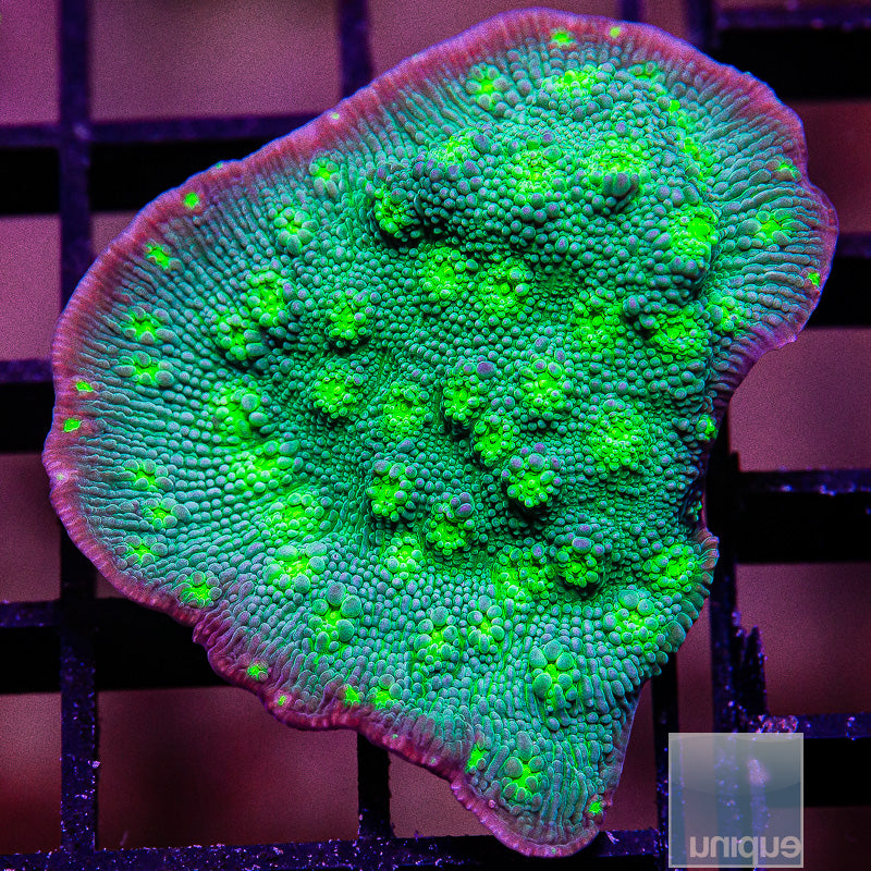 Hollywood Stunner Chalice- Stock Frag