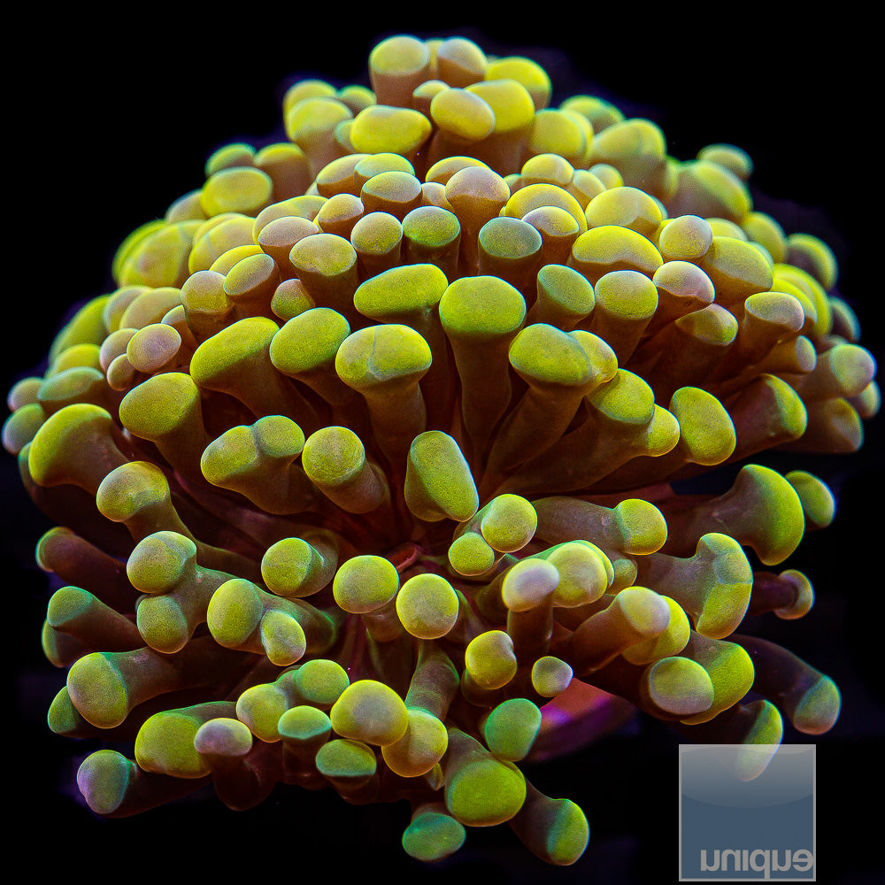 Unique Corals Rainbow Branching Hammer-Single Head Stock Frag