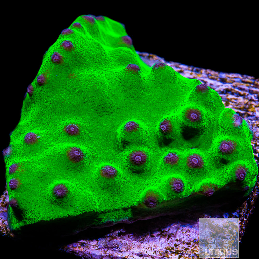 Purple Polyp Turbinaria- Stock Frag