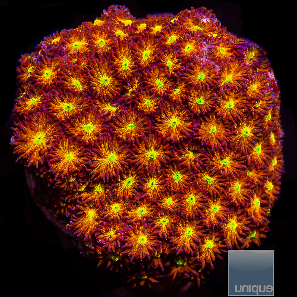 Orange and Yellow Leptastrea -Stock Frag 1"