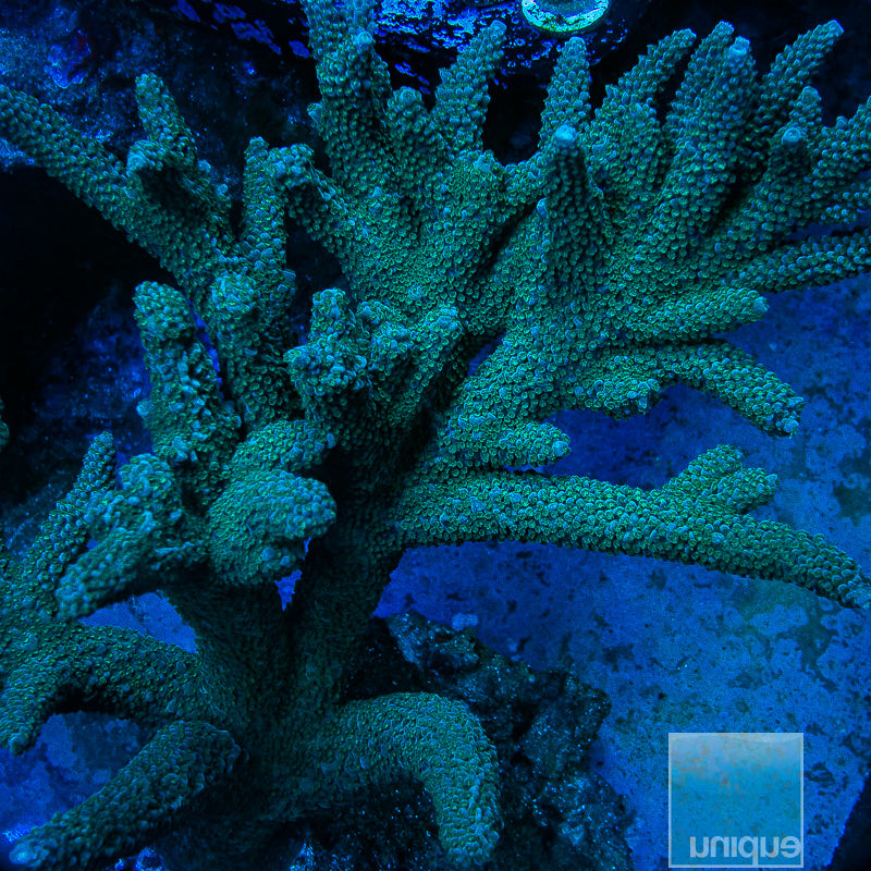 UC Thick Blue Staghorn