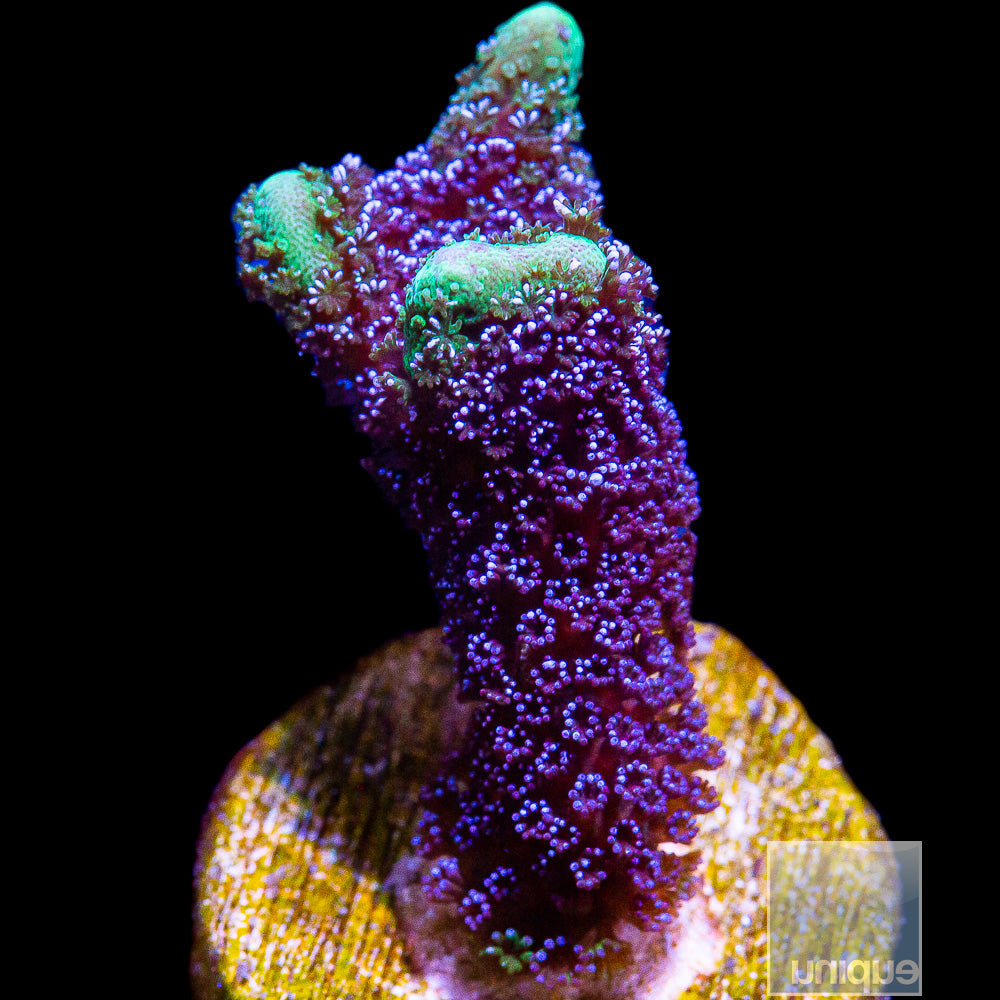 UC Purple Montipora Digitata-Stock Frag