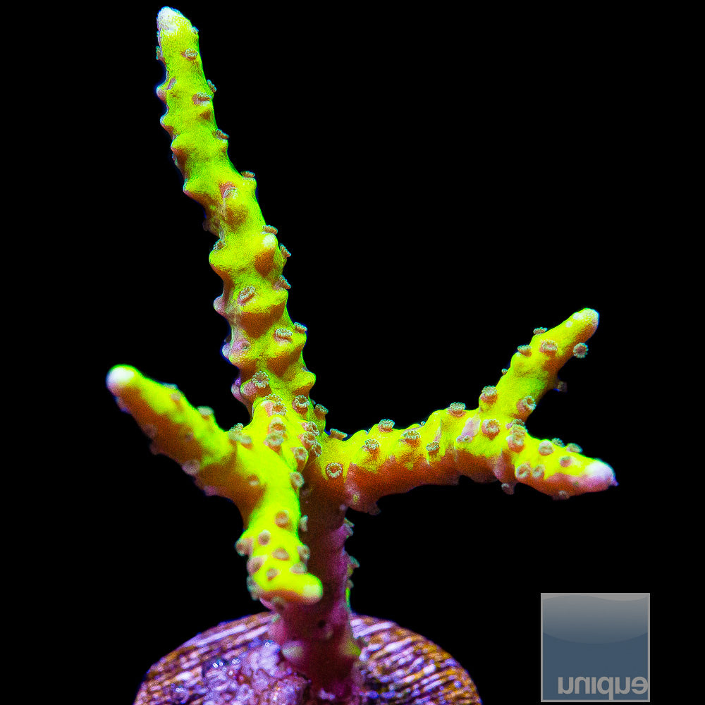 Slimeball Anacropora- Stock Frag