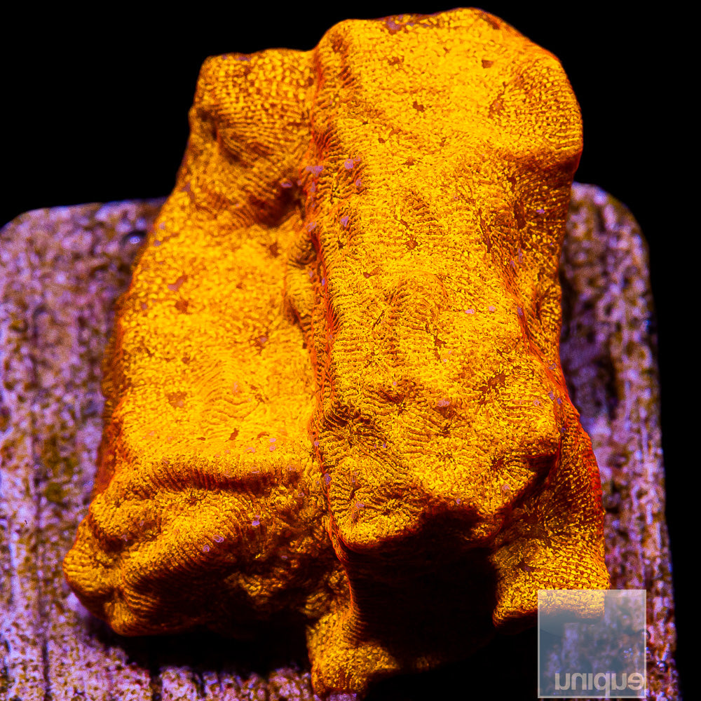 Unique Corals Bright Orange Leptoseris-Stock