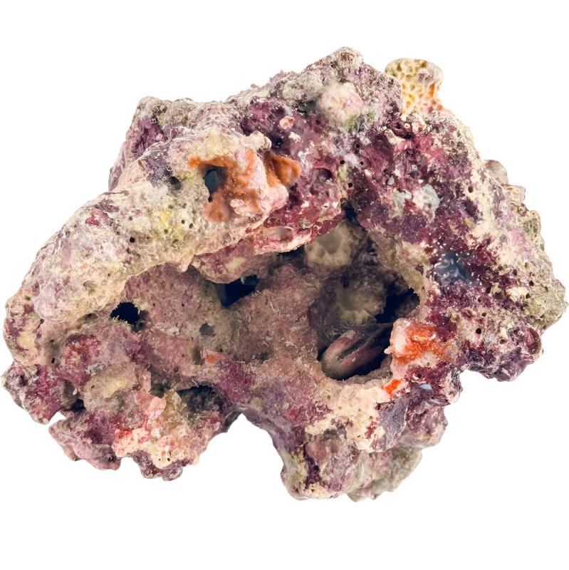 MarcoRocks Maricultured Live Rock. FREE SHIPPING!