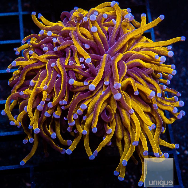 Malay 24k Torch Coral- Single head Stock Frag