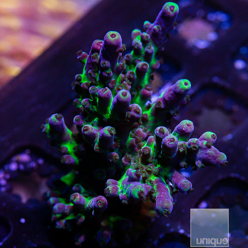 UC Miyagi Tort-WYSIWYG