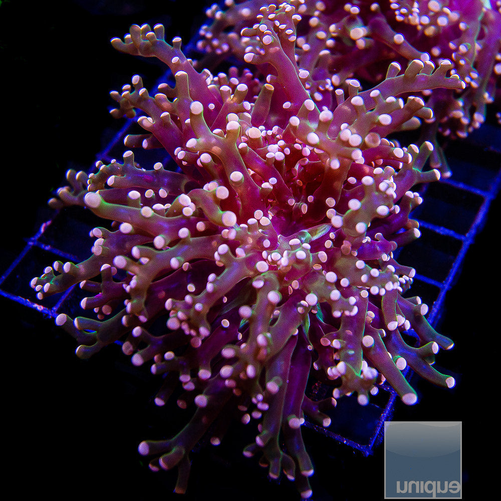 Euphyllia paradivisa Pink Indo Frogspawn- Stock Single Head Frag