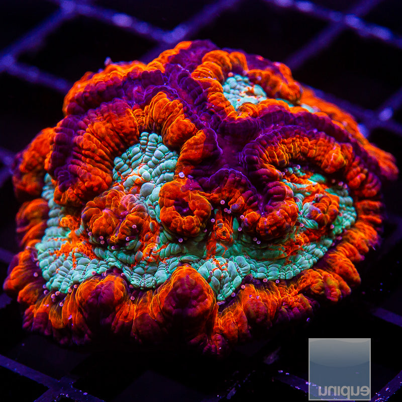 Rainbow Symphyllia wilsoni-WYSIWYG