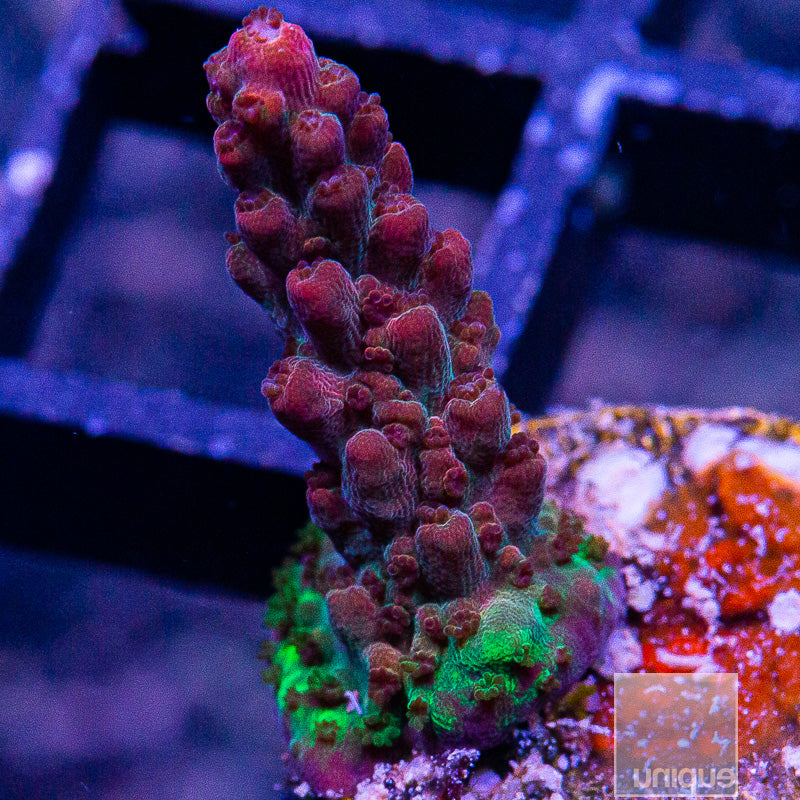 Red Robin Acropora-WYSIWYG