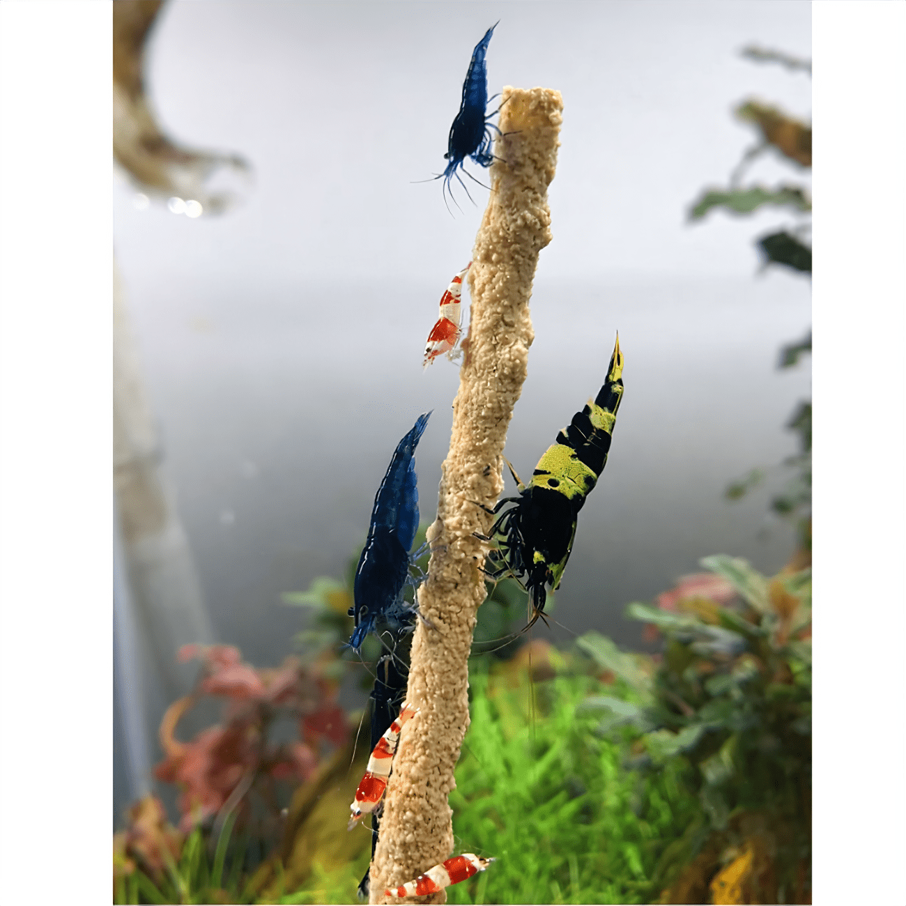 Shrimp Pops By SAS