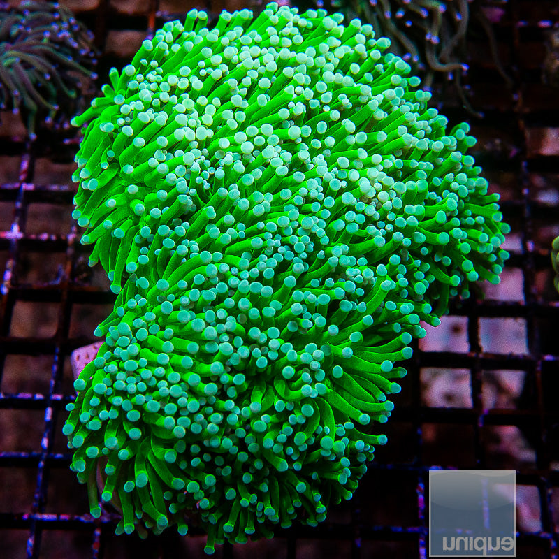 Unique Corals Baja Blast Torch-Single Head Stock