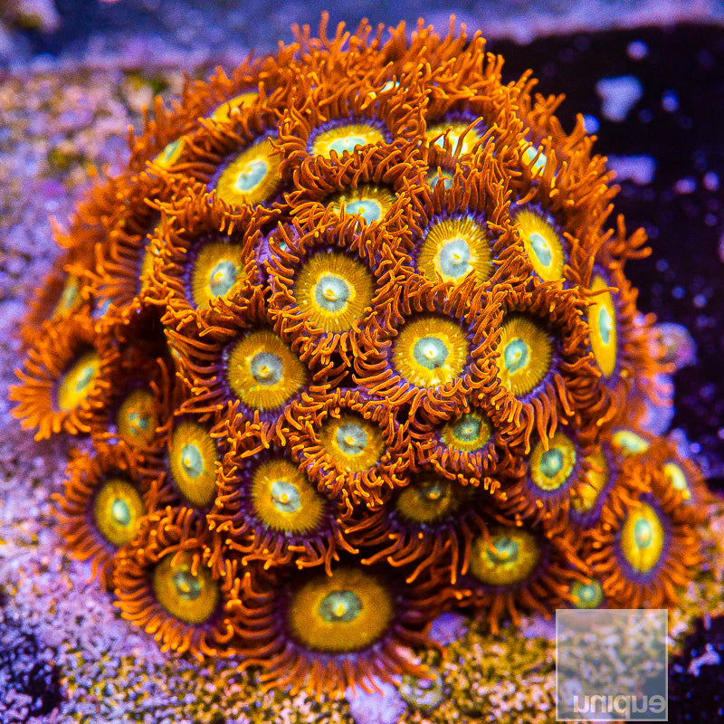 Unique Corals Blue Eye Blonde Stipple Zoanthid-Stock Frag